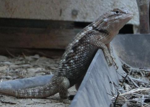 Click for image-roll